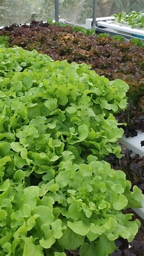 ปลอดสารพิษจริงๆ