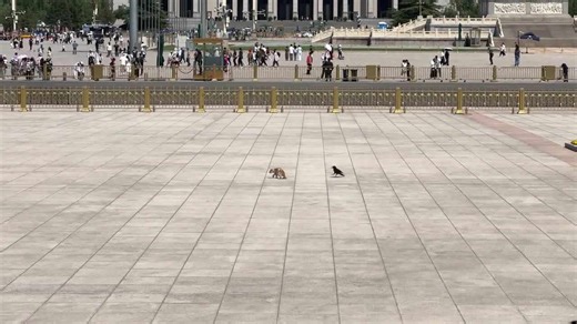 Bird chases away stray cat in China's Tiananmen Square