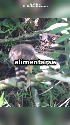 The Laughing Falcon: The Silent Hunter in El Salvador #trivia