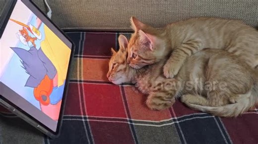 Two cats snuggle together to watch Tom and Jerry cartoon