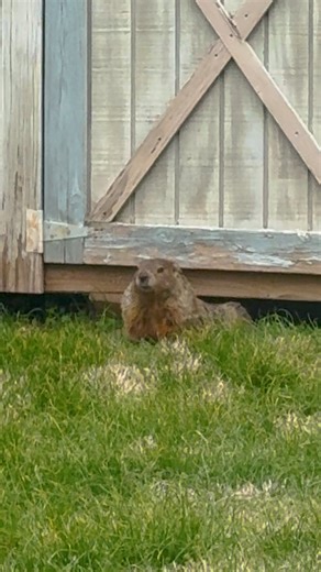 We are celebrating Pride Month by spotlighting some of our favorite LGBTQ pet parents, their pets and rescue work like Kimber! This groundhog cased nonstop emotional turmoil for this couple! But, his sudden disappearance brings them back together again 😂 Wait to see if Gary comes back to their shed! Keep up with Kimber on Instagram: https://thedo.do/Kbworking | The Dodo