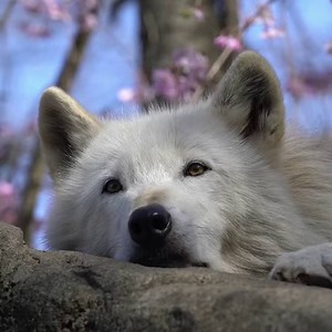 A world without wolves is a world without beauty. Is that a world for you? | Wolf Conservation Center