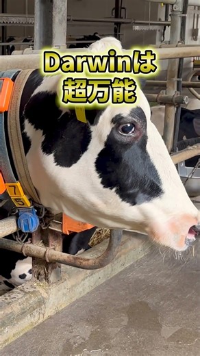 Darwin繋ぎ牛舎編