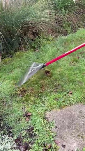 Part 2: Dandelion Doom vs. Moss Results