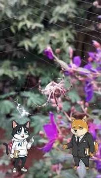 A Shiba's thought: spiders weave webs I'd fail at.