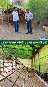 889K views · 12K reactions | 3 हजार गावरान कोंबड्या, 2 हजार शेवग्याची...