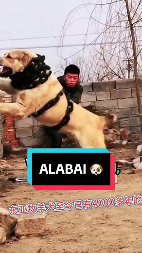 L'Alabai : Le Chien Gardien d'Asie Centrale