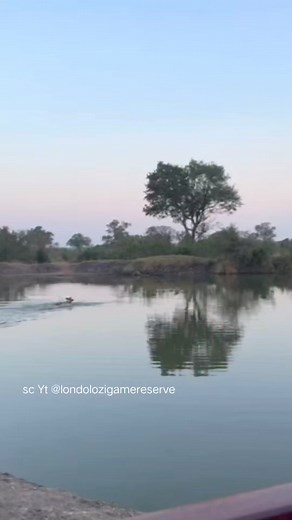 11K views · 42 reactions | Wild dogs swimming to catch impala | Fun Page | Facebook