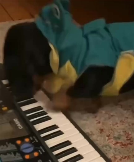 I will be back at the Edinburgh Fringe in August with my new show. Join me: https://assemblyfestival.com/whats-on/952-david-odoherty-highway-to-the-david-zone/performances | David O'Doherty