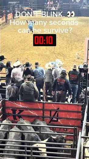 Bull vs Human: Let’s Count – Bull # 1