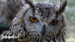 How owls swivel their heads