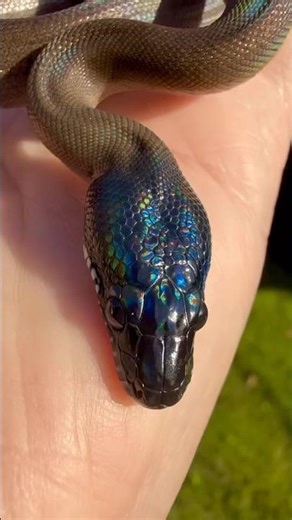 Northern White Lipped Python Baby