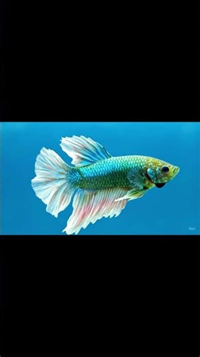Amazing skin betta fish under sea #betta #bluebettafish #aquarium