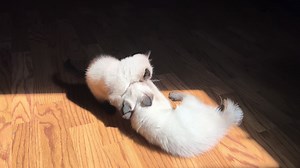 Playful kittens #siamese #ragdoll #ragamese #sealpoint #kitten