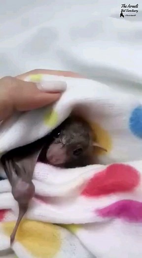 2.8K views · 1.7K reactions | Baby bat cuddles with foster mom #babybat #batrescue #rescue #wildlife #animalsanctuary #fostercare #fostermom #volumeup #soundon #chirping #yawning #yawn #cuddles #toocute #batsofinstagram | The Israeli Bat Sanctuary | Facebook