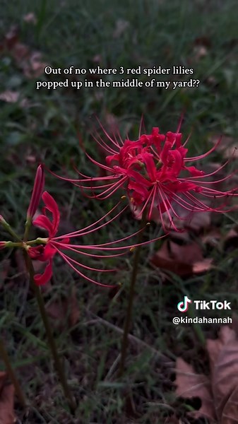 Mystery of the Red Spider Lily in My Backyard