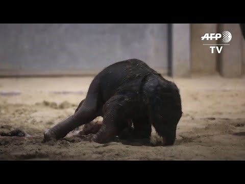 Video zeigt Elefantengeburt in belgischem Zoo
