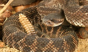 When Do Rattlesnakes Lose their Rattles?