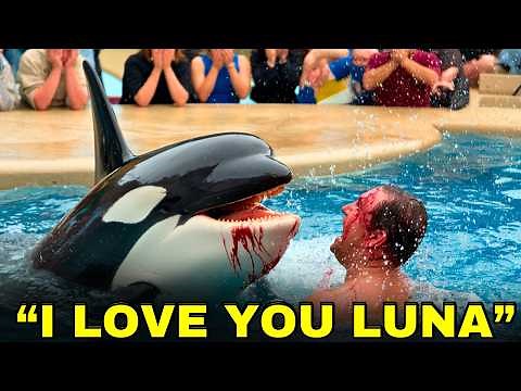 The Horrifying Last Moments Of Orca Trainer Sam Collins