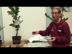 Bonsai Short Cut - Air Layering