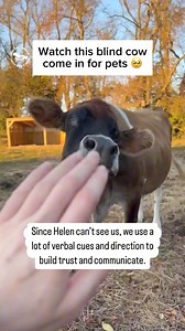 107K views · 7.6K reactions | Watch how Helen the blind cow responds to her caregiver's voice. 凉 Animals have an incredible ability to adapt and thrive, even in the face of adversity. ❤️‍啕 ALL animals deserve to live and be loved and respected, like Helen. 殺 : uncleneilshome (IG) #cows #farmanimals #rescueanimals #animalsanctuary #animalrescue | Vegan FTA | Facebook