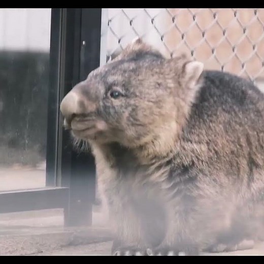 #wombat #五月山動物園 #ウォンバット