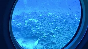 2.5K views · 43 reactions | Welcome to Reef Education 101, your deep blue class in a sea of schools.  | Atlantis Submarines Maui | Facebook