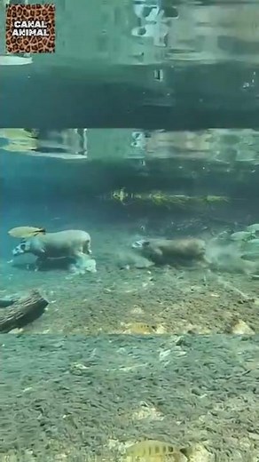 They use this diving tactic to escape and hide from predators / tapirs and capybaras. #shorts