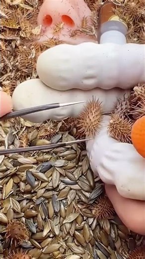 Seed taking-out process of Xanthium strumarium
