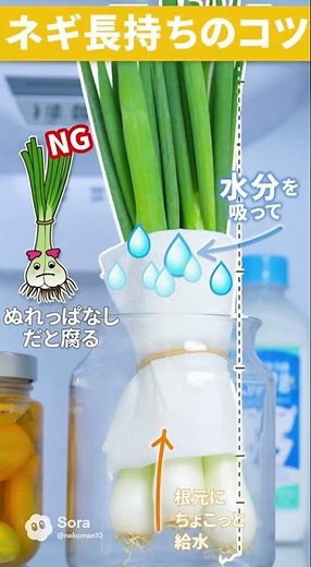 ネギを長持ちさせる保存法 #豆知識 #豆知識シリーズ