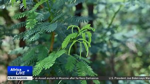 16 reactions | Kenya to introduce insects to help control spread of invasive 'Mathenge' tree Prosopis juliflora, known locally as the Mathenge tree, was introduced to Kenya’s arid and semi-arid regions in the 1980s to reduce desertification and soil erosion. But the fast-growing plant is now out of control. Scientists hope introducing the Mathenge's natural enemy will help reduce its spread. | CGTN Africa | Facebook