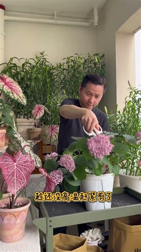 Don't Cut Hydrangeas Too Hard - Save for Next Season's Blooms