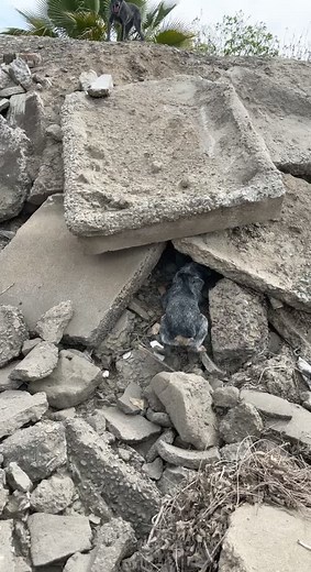 Protecting Chickens: Dogs Chase Coyote Away