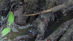 Face-banded crab and tree climbing crab foraging around in the mangrove wetlands in its natural habitat, close up shot.