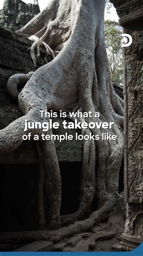 At Ta Prohm, stone and jungle grew up together.​ Built in the late 12th century, the temple was largely left unrestored, allowing massive strangler fig and silk-cotton trees to spread their roots through walls, roofs, and corridors.​ ​ The trees grew slowly over centuries, gripping the structure tightly enough that removing them would risk collapsing the temple itself. Today, Ta Prohm stands as a rare moment frozen in time, showing how architecture behaves when nature is allowed to take over, no