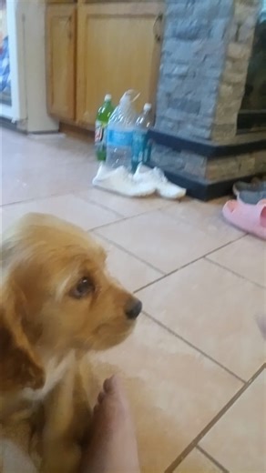 Cocker Spaniel puppy for sale