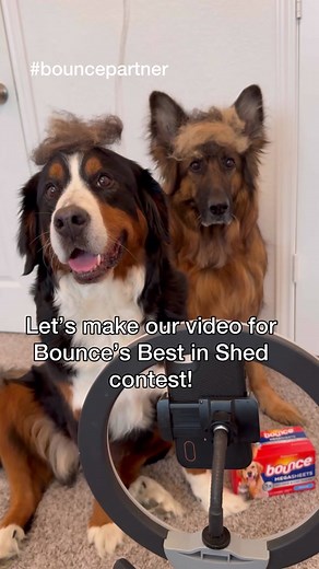#bouncepartner If your dog is the ultimate shedder you might as well get paid for it 😂 The “Best In Shed” contest is happening from April 29th to May 27th at 11:59 PM EST sharp! Your adorable pet could be the lucky winner of $10,000!​ Here’s how to enter:​ Share your pet’s shedding antics on Instagram or TikTok ​ Use the hashtags #bouncesheets #BounceBestInShed and #Contest ​ Include @Bounce in your caption No purch nec 50 US/DC, 18 . Ends 5/27. Rules: Bouncefresh.com/bestinshed/officialrules