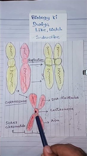 #chromosome #biology #biology #replication #knowledge #learn