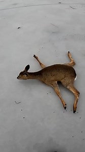 Dozens of roe deer were stuck on the slippery surface of a frozen lake in Siberia, due to unusually mild temperature. Then, a group of fishermen came to their rescue. | DW News