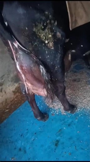 Hf cross cow udder 35 litre milk record #viral #shorts