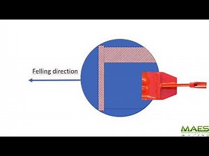 Basic tree felling Split level technique