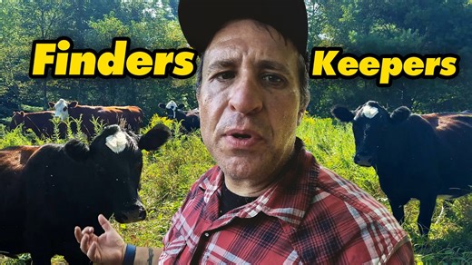 Unexpected guests: Neighbor’s cattle invade the farm