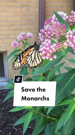 How to Help Save the Monarch Butterfly: Milkweed Gardening Tips