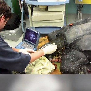 A huge sea turtle has been successfully returned to sea after four days of life-saving care ;) Credit Barcroft TV | It's Amazing world
