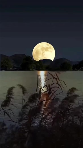 ✨🌹⚡️Cosmic Sister✨🌹⚡️ (@cosmicsister)’s videos with Midnight Moonlight - Live - Jerry Garcia Band