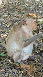 Mama monkey enjoying a tasty treat! 🐵🍌 #MonkeySnack #cuteanimals #wildlife | Monkey Moments 101