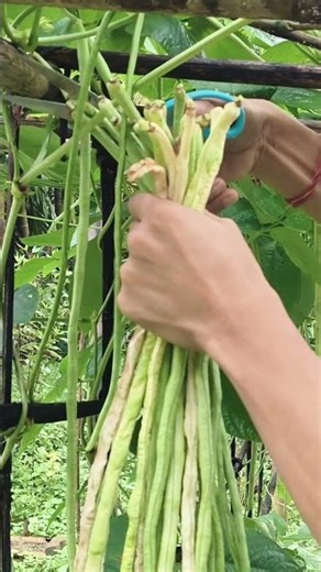First Yard Long Bean Harvest – So Satisfying!