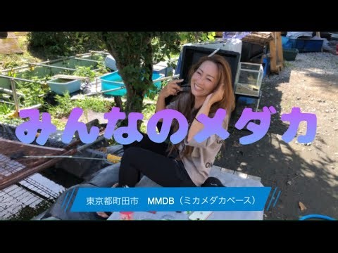 みんなのメダカ　MMDKB（ミカメダカベース）東京都町田市　立川メダカフェスで撮影失敗したミカさんの所にメダカを拝見に行ってきました！！正しくは、MMDKBもしくはMMB（又、間違えちゃいました）