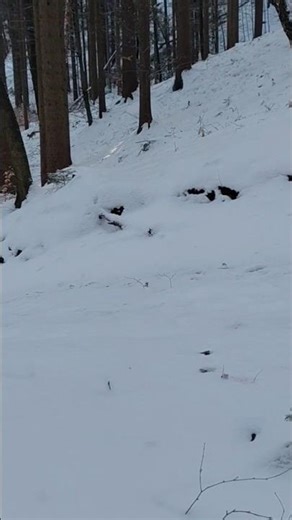 Fox hunting in snow. #hunting #nature #wildlife #wildlife #viral #forest #animals #fox #snow #shorts