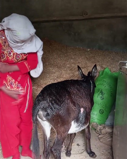 donkey Kong funny 🤣😂 short feed animals donkeyfunny #funnydonkeykong